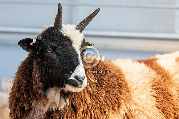 Young Jacobs Sheep Close Up