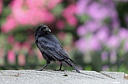 Carrion crow (Corvus corone)