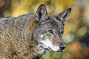 Red Wolf-Endangered Red Wolf