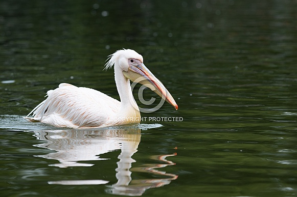 great white pelican
