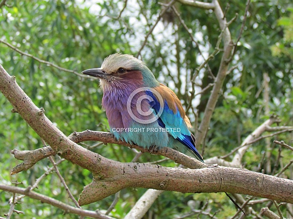 Lilac Breasted Roller