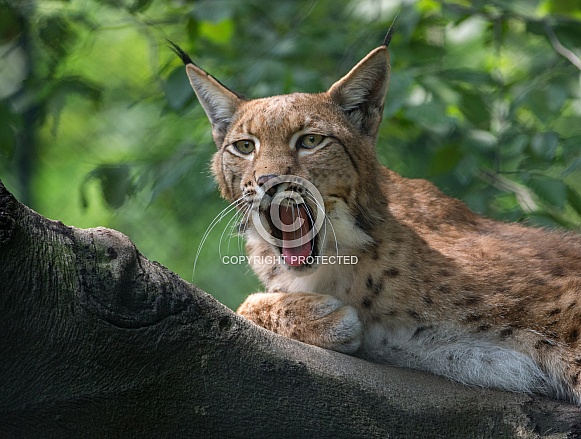 Lynx Lynx