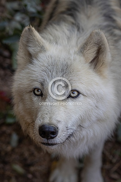 Arctic Wolf