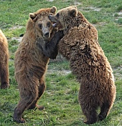 two brown Bears