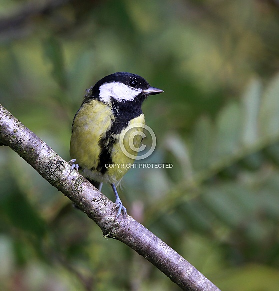 Great tit Great tit