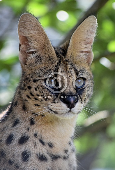 Serval Serval
