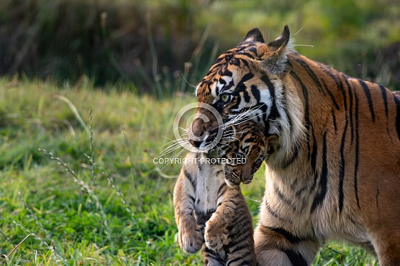 Sumatran Tiger Cub