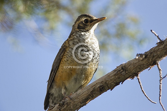 Immature American Robin