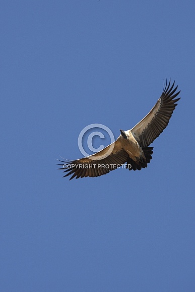 Cape Vulture (Gyps coprotheres) - Botswana Cape Vulture (Gyps coprotheres) - Botswana