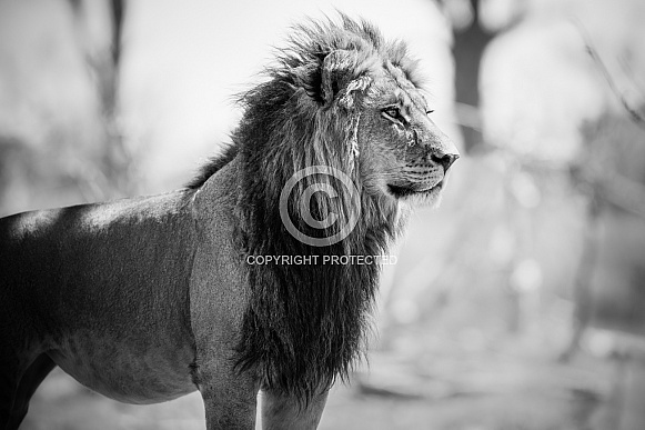 African lion portrait