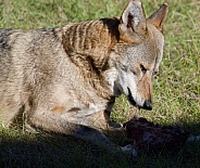 Red Wolf