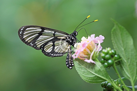 Giant Glasswing