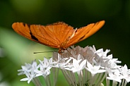 Orange butterfly on flowers