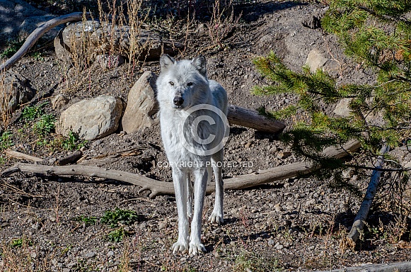 Grey Wolf Grey Wolf