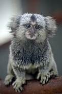 marmoset baby