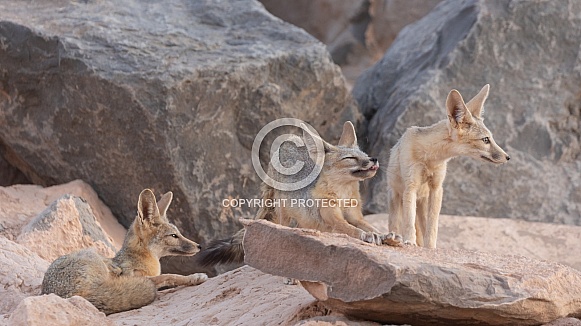 Kit Fox, Vulpes macrotis
