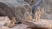 Kit Fox, Vulpes macrotis