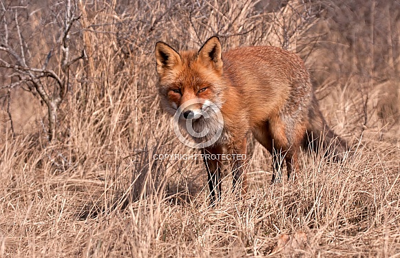 Red Fox