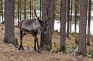 The reindeer or caribou (Rangifer tarandus)