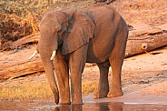 Elephant Drinking