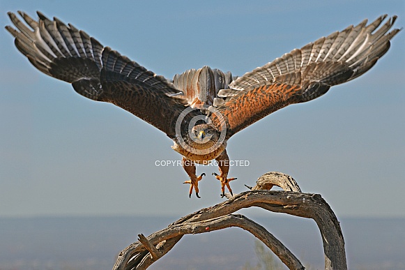 Ferruginous Hawk Ferruginous Hawk