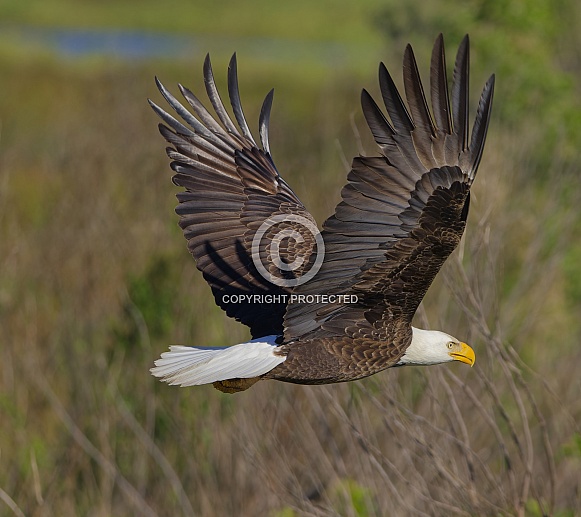 Bald Eagle
