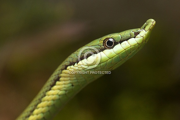 Hognose snake Hognose snake