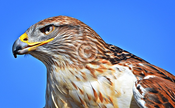 Hawk - Portrait of a Ferruginous Hawk