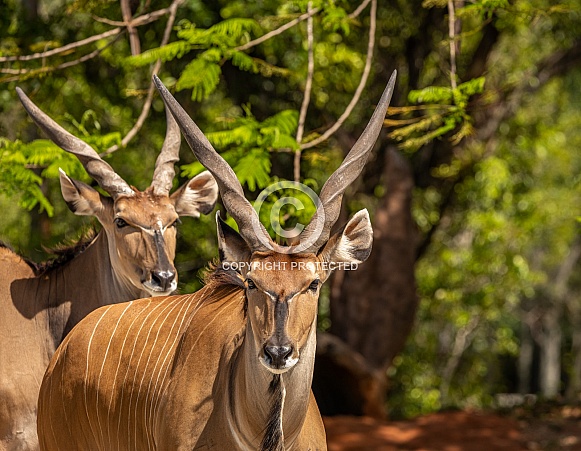 Giant Eland Antelope