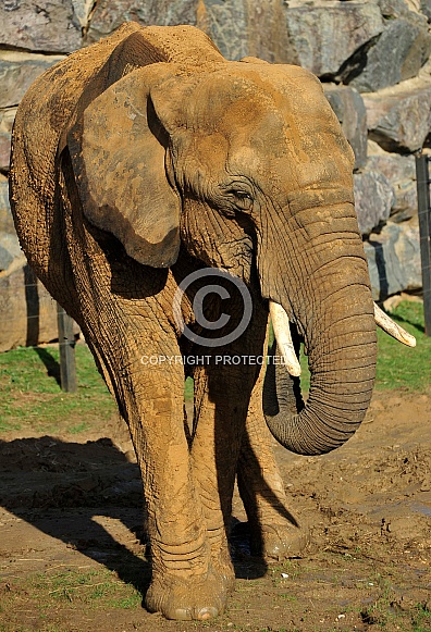 indian elephant indian elephant