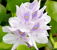 Water Hyacinth flowers (Pond flowers)