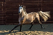Lusitano Horse