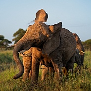 Elephant shaking off dirt at sunset
