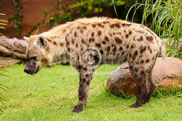 Spotted Hyena
