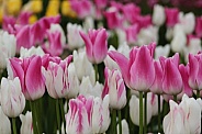 Pink Tulips