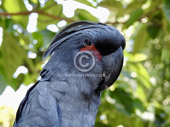 Palm Cockatoo