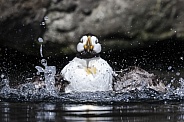 Horned Puffin