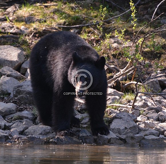 Black Bear