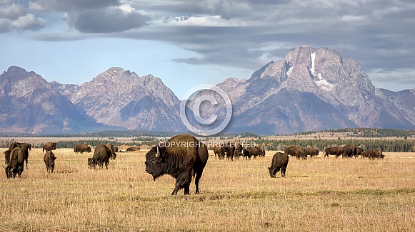 Bison Herd in Grand Teton National Park