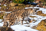 Snow Leopard