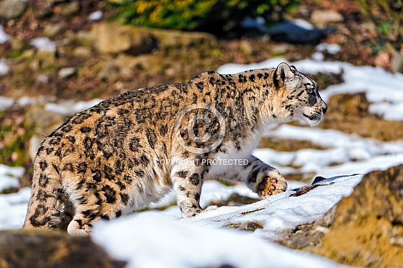 Snow Leopard