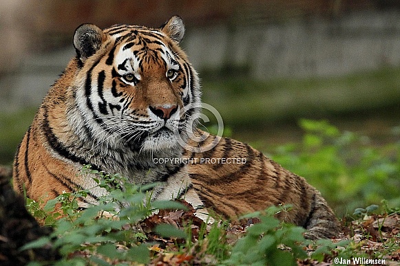 Amur Tiger