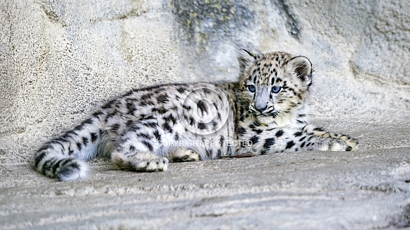 Snow leopard cub Snow leopard cub