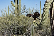 Harris's Hawk and Saguaro