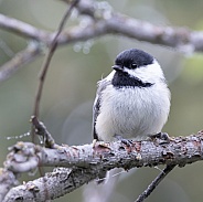 Black-capped Chickadee Perched in a Tree