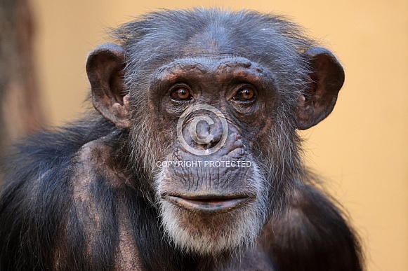 Chimpanzee (Pan troglodytes)