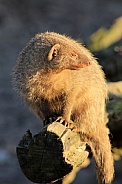 Banded mongoose (Mungos mungo)