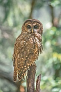 Northern Spotted Owl (Strix occidentalis caurina)