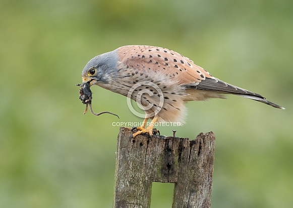 Male Common Kestrel Male Common Kestrel