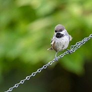 Boreal Chickadee Perched on a Chain